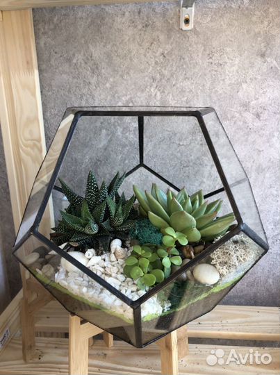 Флорариум. Подарок. Суккулент.растение