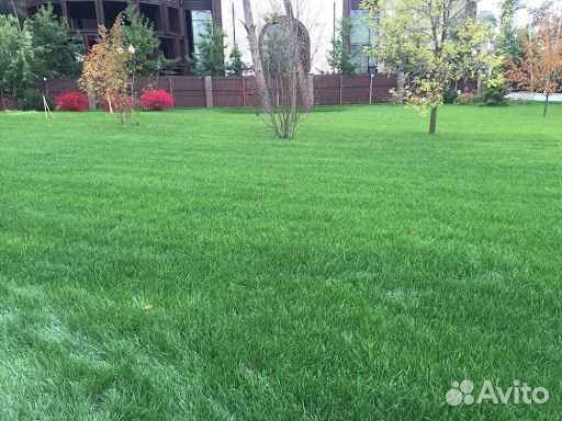 Укладка газона