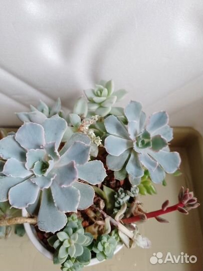 Суккуленты