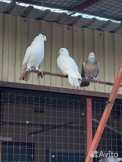 Свадебные голуби, голубь