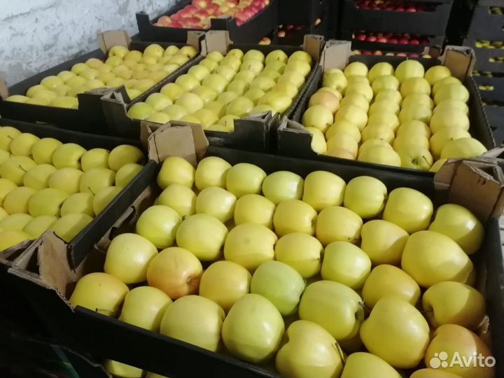 Яблоки опт (Беларусь)