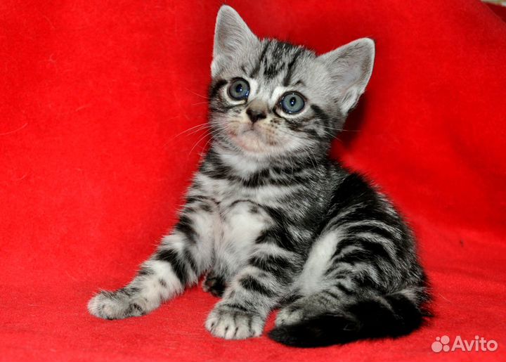 Американские короткошерстные котята
