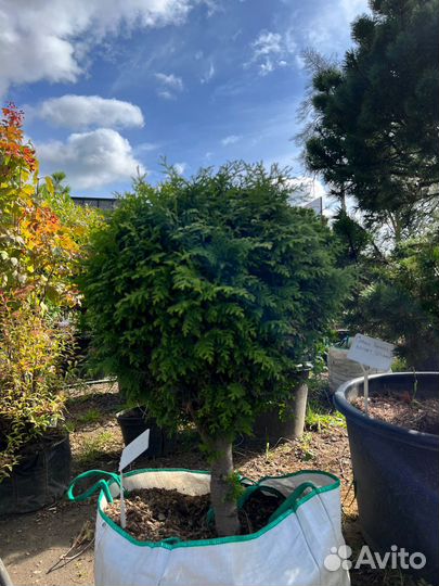 Саженцы туи из питомника