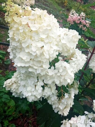 Гортензии метельчатые самовывоз
