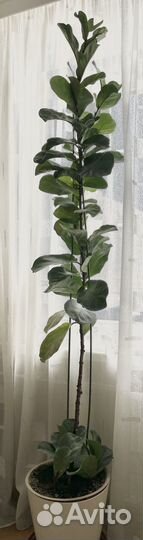 Фикус лирата 190 см