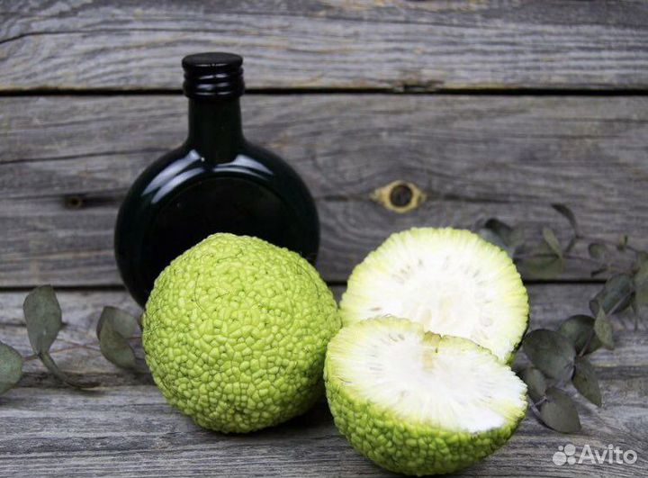 Маклюра (адамово яблоко) саженцы