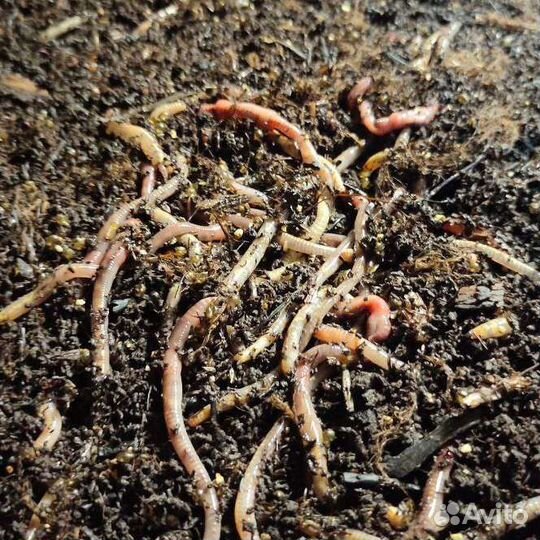 Черви для рыбалки