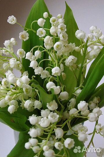 Ландыши рассада