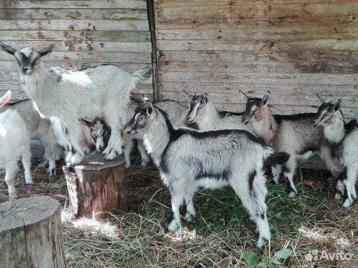 Козлята