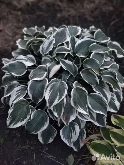 Хоста firn line