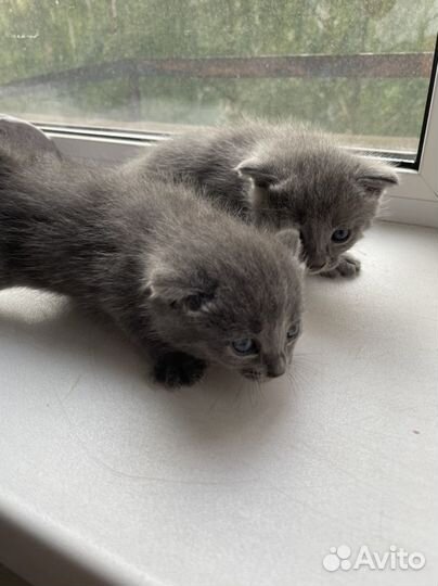 Кошки бесплатно