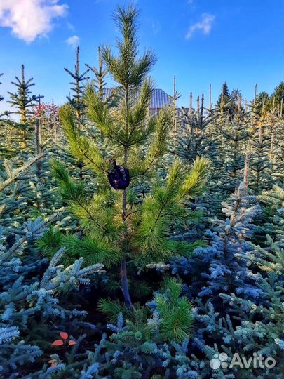 Саженцы ели голубой, кедр, ива, кизильник и др