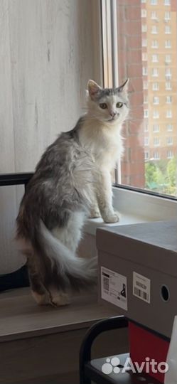 Кот Марик