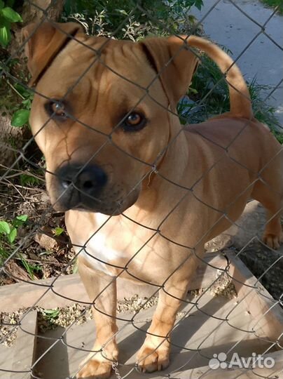 Щенки в добрые руки