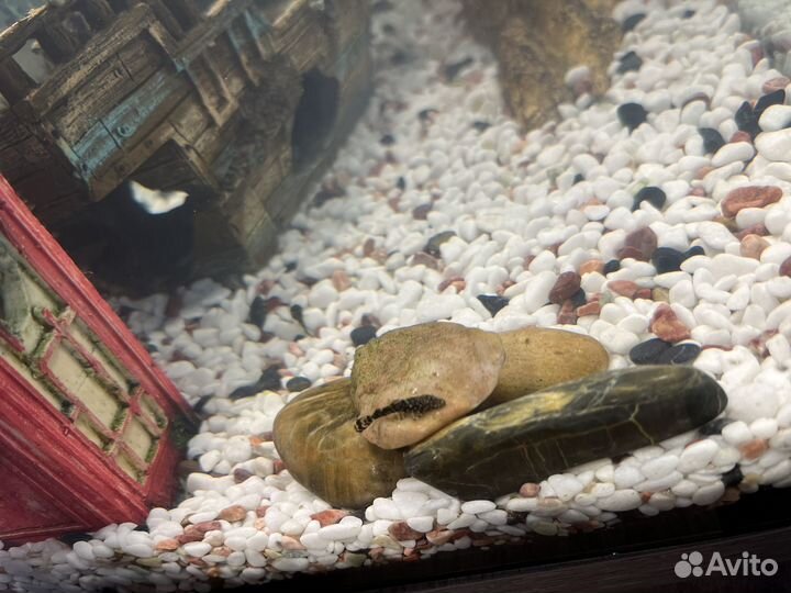 Аквариумные рыбки сомики