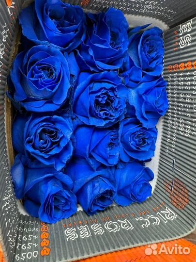 Синие Розы Эквадор