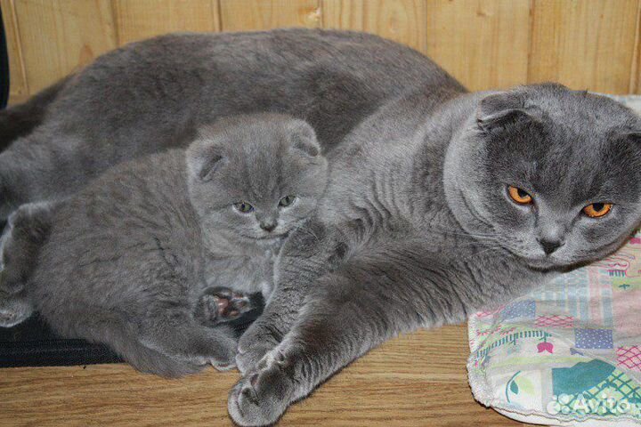 Шотландские супер плюшевые голубые котята