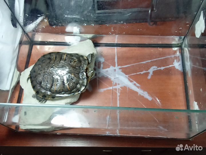 Красноухая черепаха бесплатно