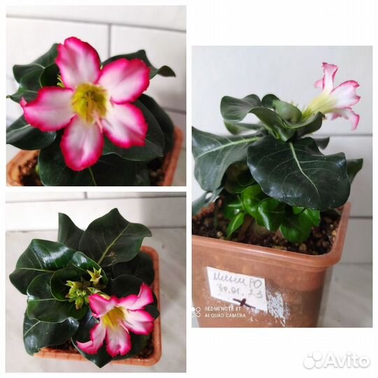 Адениум Мини