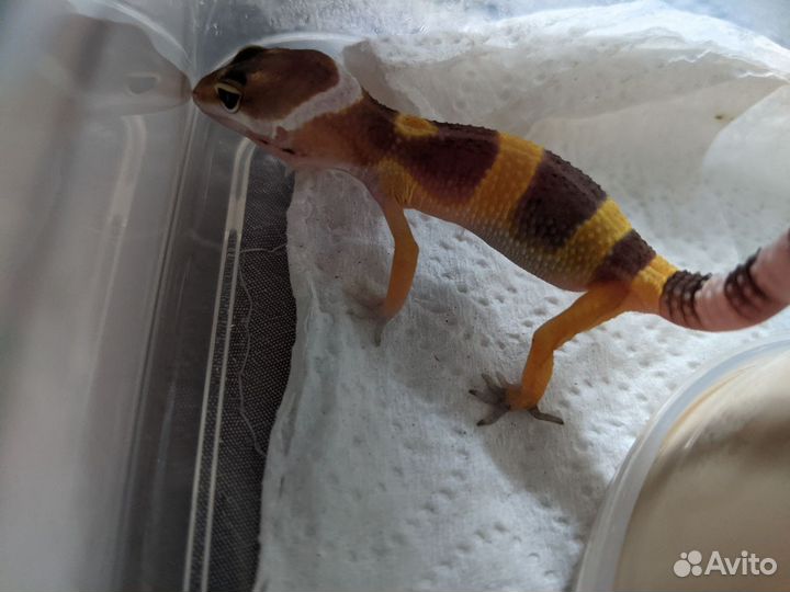 Ящерица эублефар