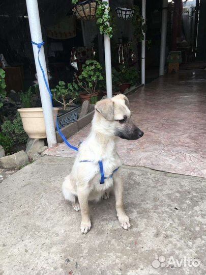 Пуговка ищет свою семью