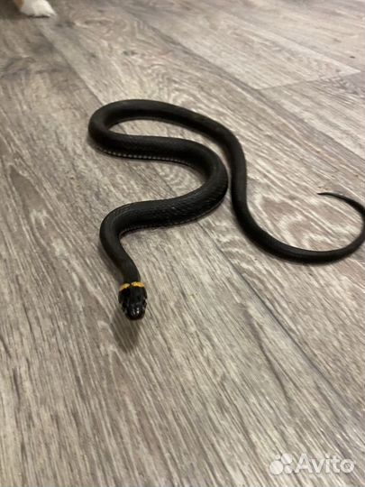 Ужи,Змеи,Natrix,Natrix