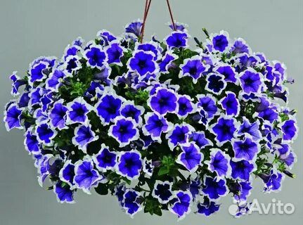 Вегетативные цветы