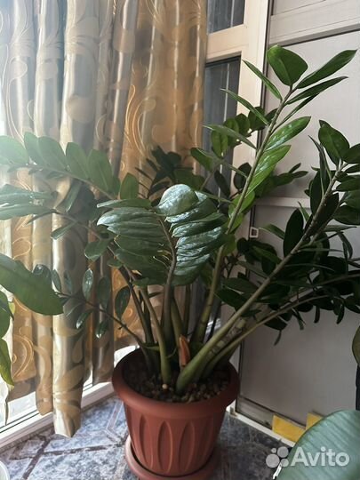 Замиокулькас