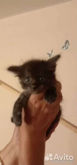 Метисики мейн кун