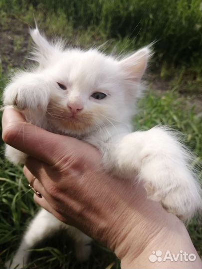 Котята в добрые руки бесплатно