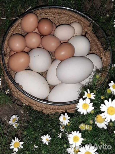 Яйцо домашнее