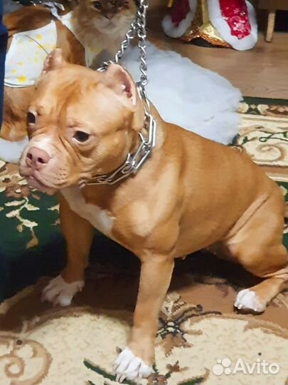 Американский булли девочка