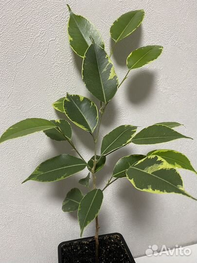 Фикус бенджамина