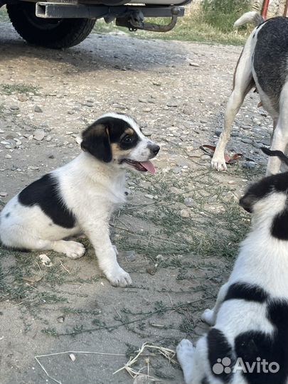 Отдаю в добрые руки щенков