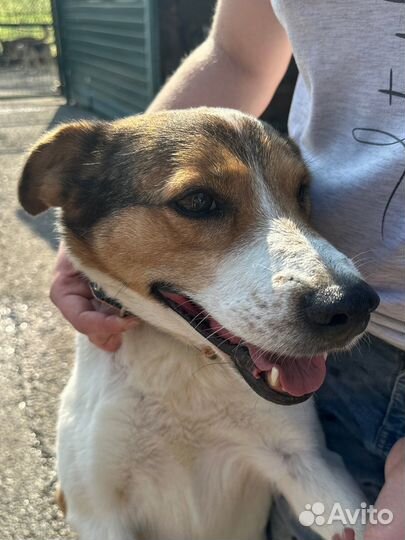 Веста очень ждет своего человека