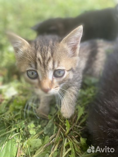 Шотландские котята в дар