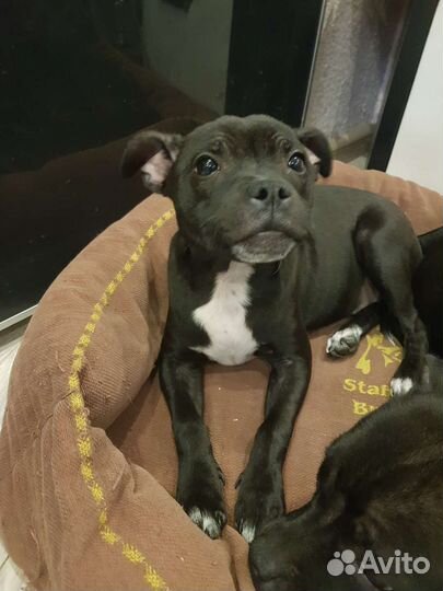Щенки Стаффордширского бультерьера