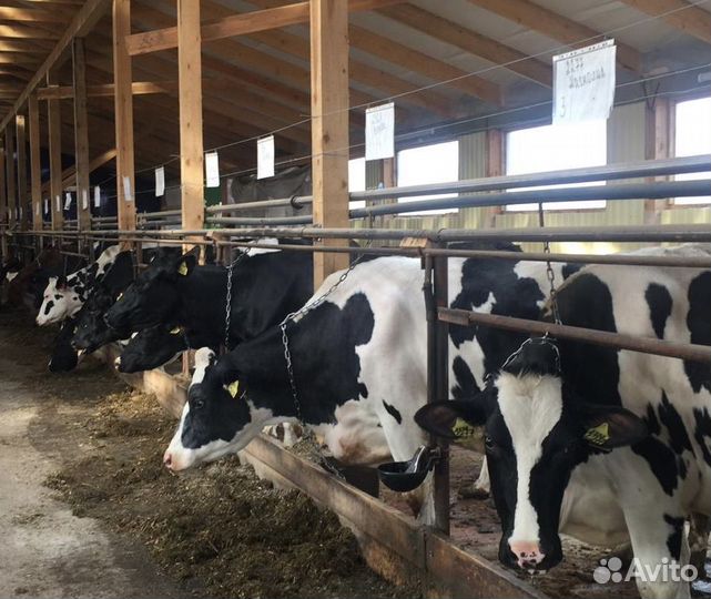Ферма по производству молока, откорм бычков