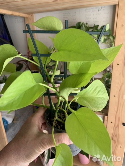 Сциндапсус неон