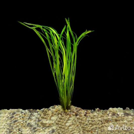 Валлиснерия