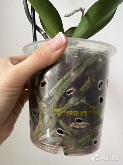 Орхидея фаленопсис