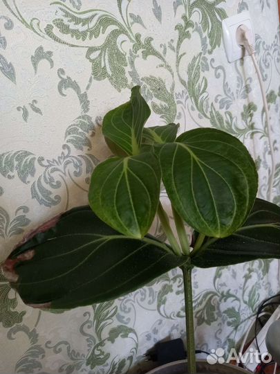 Фикус бенжамина/ Мединелла/ Драцена