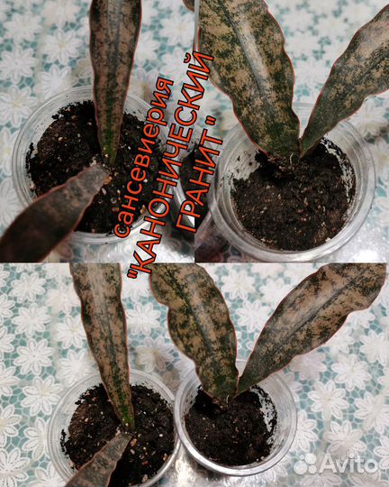 Сансевиерия