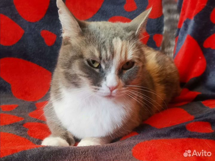 Кошка в добрые руки