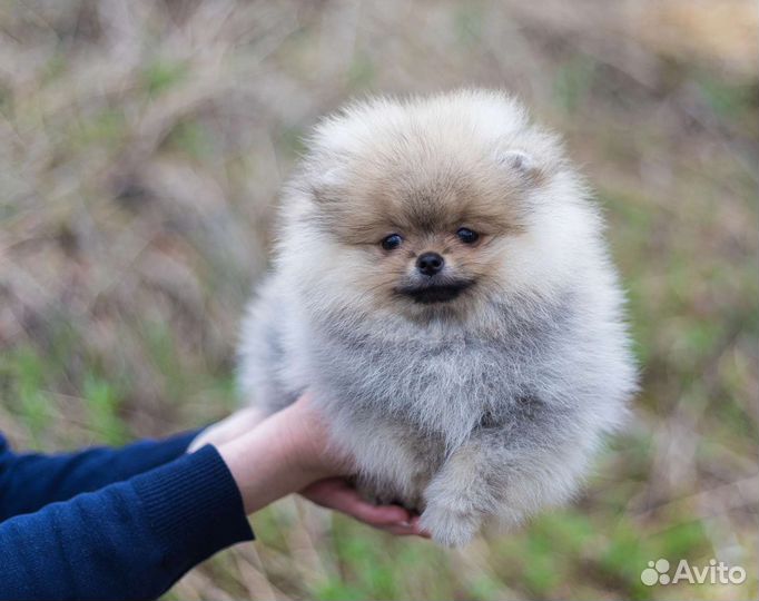 Померанский шпиц девочки