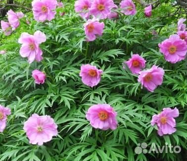 Пион марьин корень