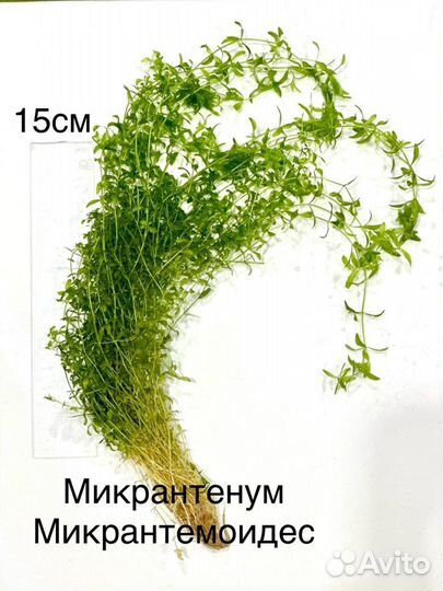 Растения для аквариума