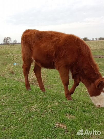 Телочка 9 месяцев