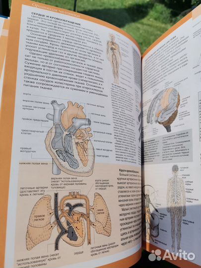 Книга Ваш семейный доктор отличное состояние