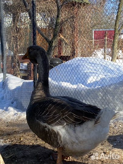 Гуси холмогоры